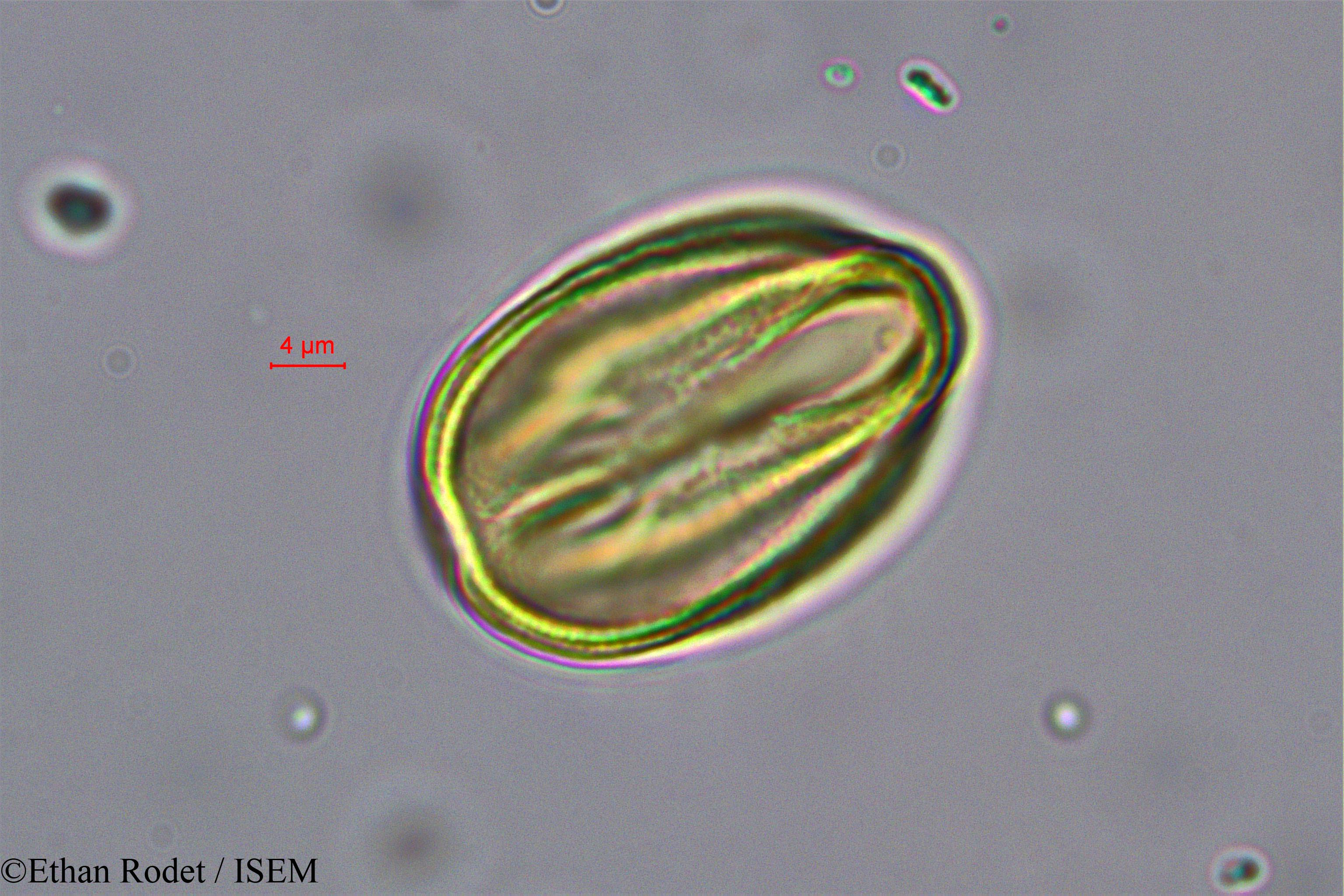 Ethan.Rodet/Brenierea_insignis_37873/Brenierea_insignis_37873_0005(copy).jpg