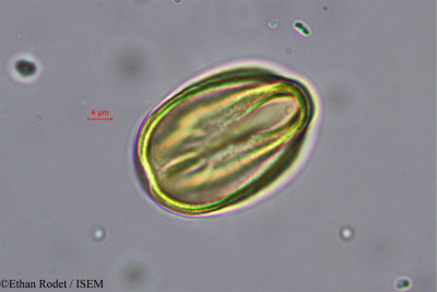 Brenierea insignis - lame n° 37873