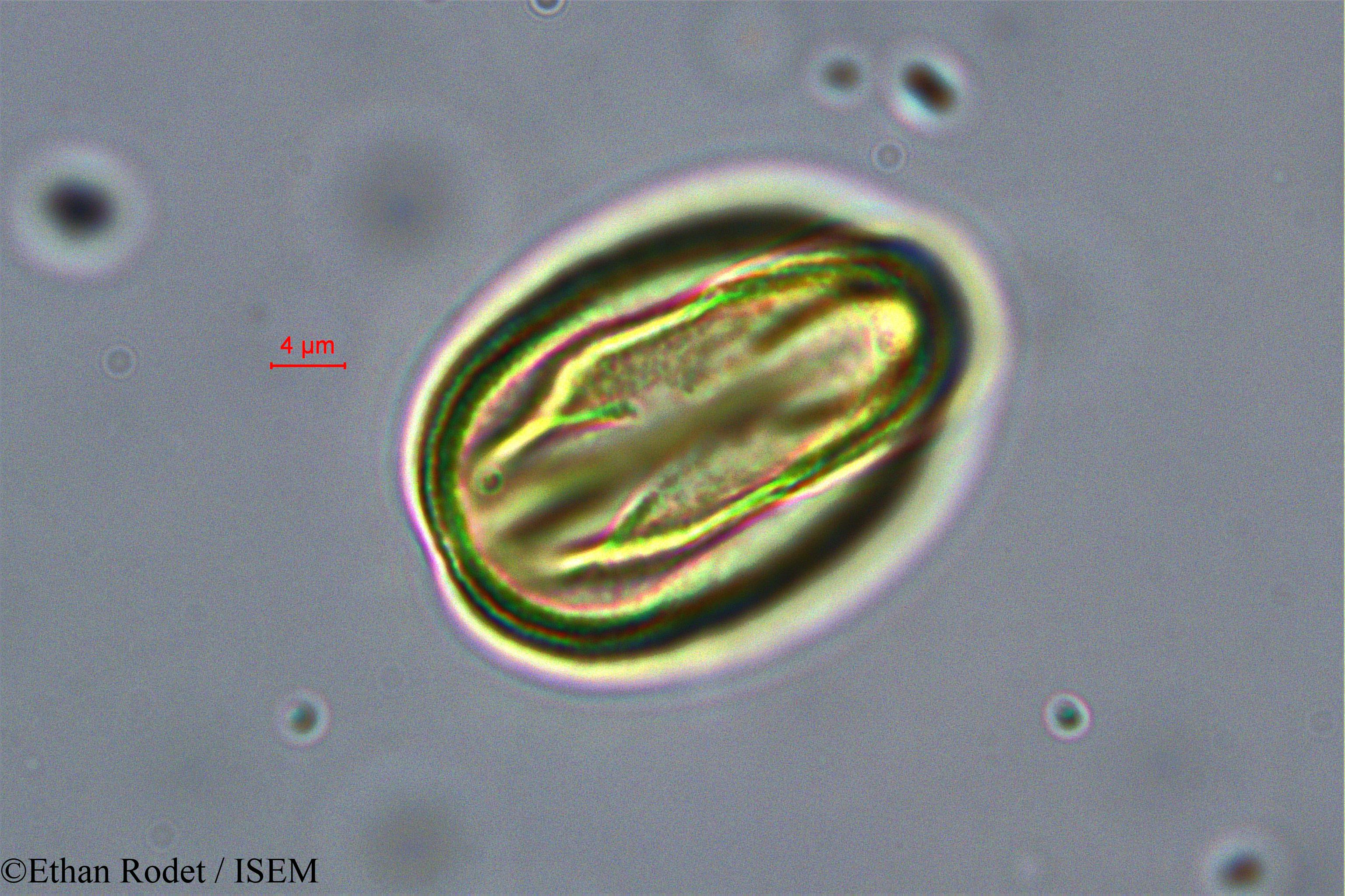 Ethan.Rodet/Brenierea_insignis_37873/Brenierea_insignis_37873_0006(copy).jpg