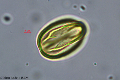 Brenierea insignis - lame n° 37873