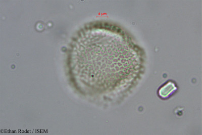 Ethan.Rodet/Bridelia_pervilleana_1876/Bridelia_pervilleana_1876_0001(copy)_thumb.jpg