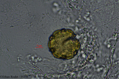 Ethan.Rodet/Caperonia_rutenbergii_33894/Caperonia_rutenbergii_33894_0001(copy)_thumb.jpg