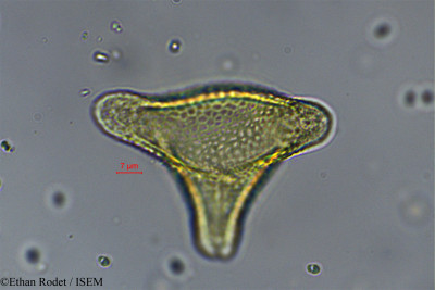 Ethan.Rodet/Cardiospermum_halicacabum_20053/Cardiospermum_halicacabum_20053_0001(copy)_thumb.jpg