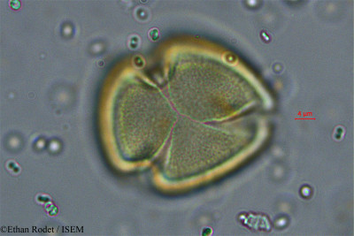 Ethan.Rodet/Cassia_dumaziana_38327/Cassia_dumaziana_38327_0001(copy)_thumb.jpg