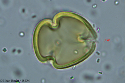 Cassia dumaziana - lame n° 38327