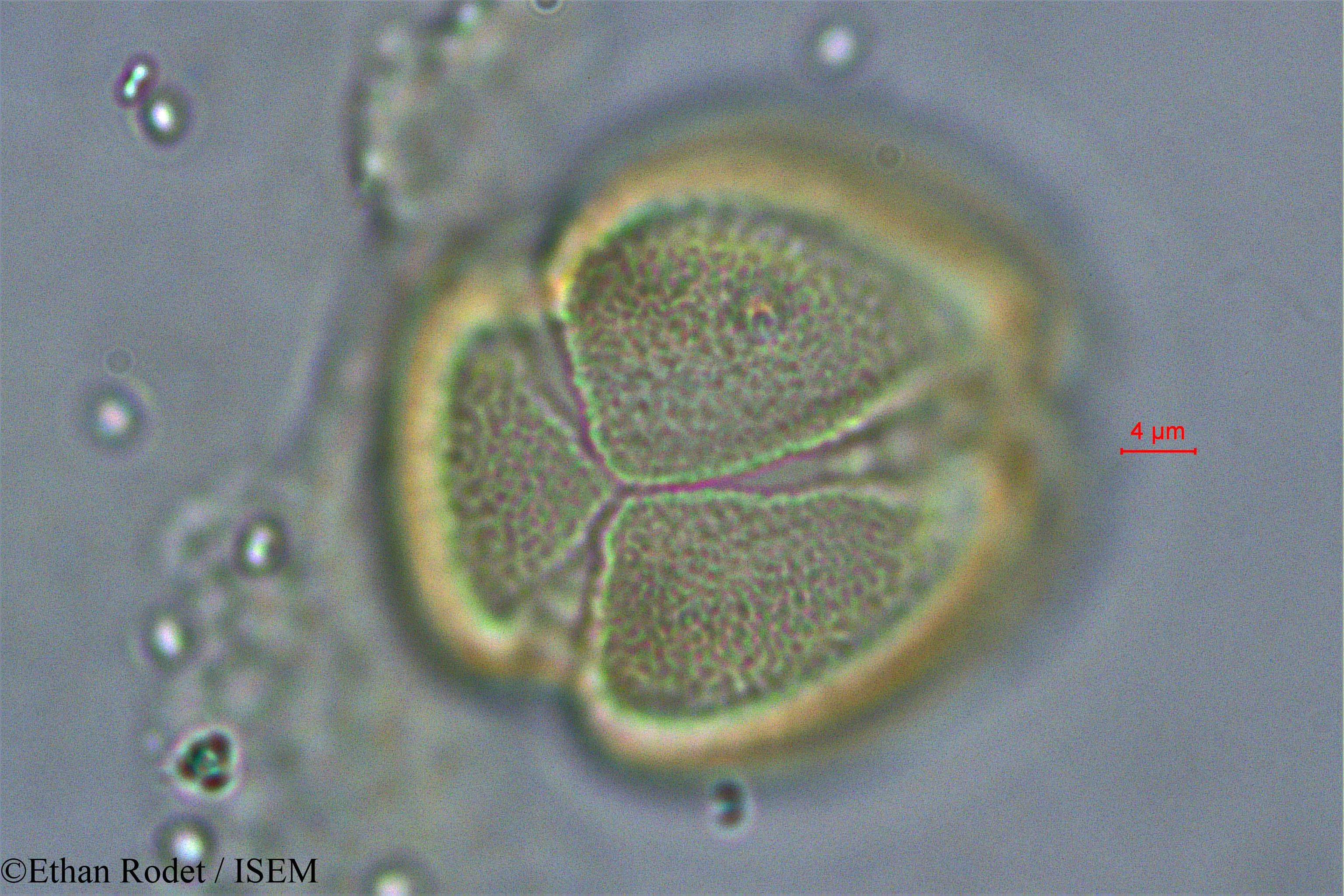 Ethan.Rodet/Cassia_dumaziana_38327/Cassia_dumaziana_38327_0003(copy).jpg
