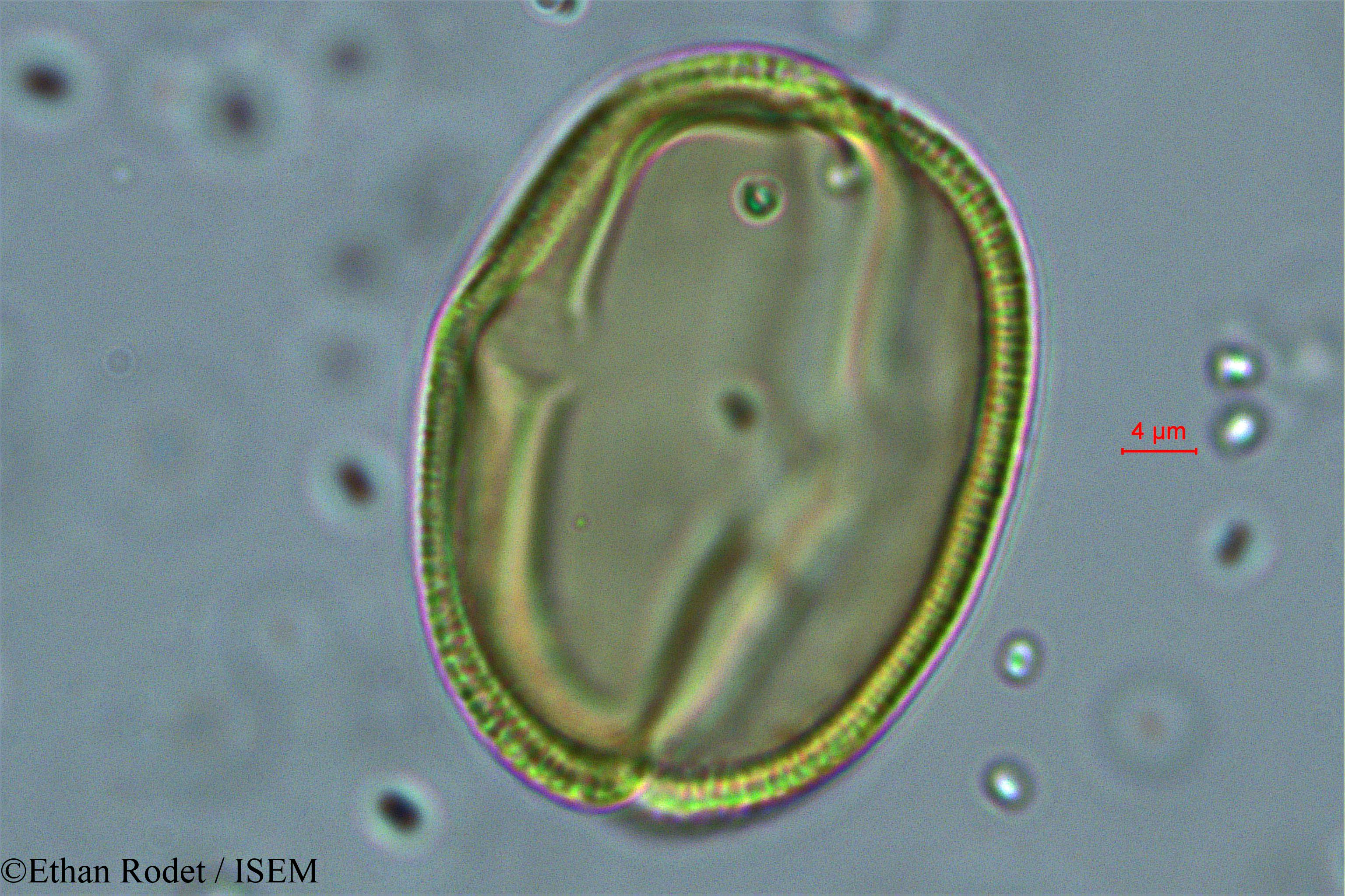 Ethan.Rodet/Cassia_dumaziana_38327/Cassia_dumaziana_38327_0004(copy).jpg
