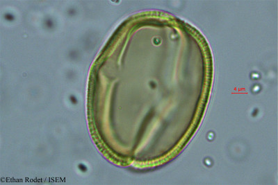 Cassia dumaziana - lame n° 38327