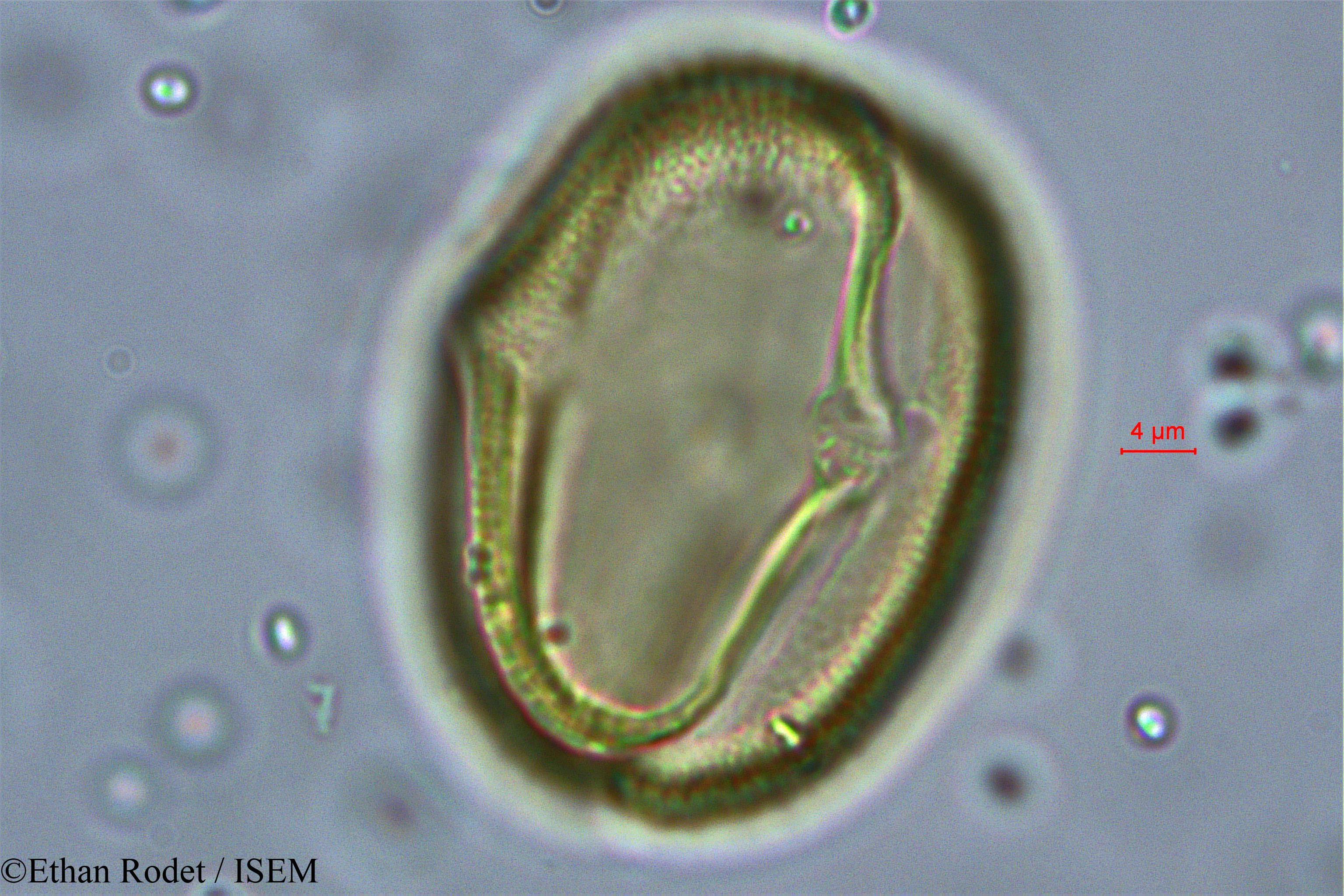 Ethan.Rodet/Cassia_dumaziana_38327/Cassia_dumaziana_38327_0005(copy).jpg