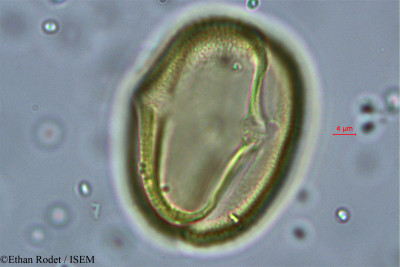 Cassia dumaziana - lame n° 38327