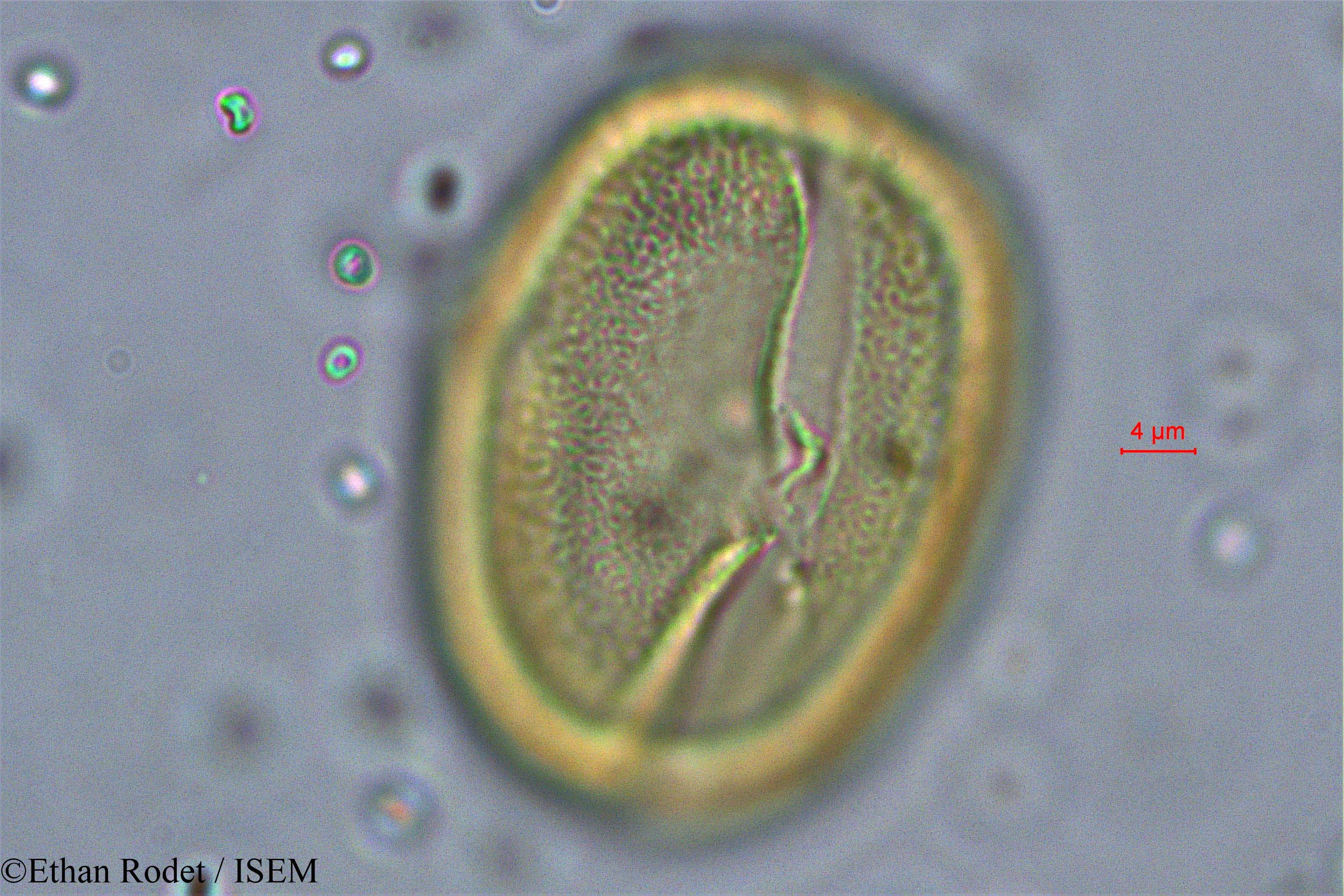 Ethan.Rodet/Cassia_dumaziana_38327/Cassia_dumaziana_38327_0006(copy).jpg