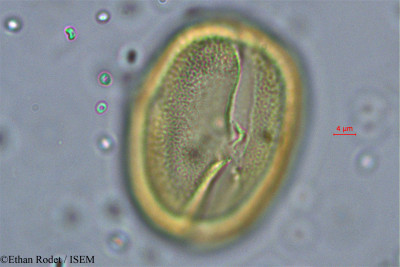 Cassia dumaziana - lame n° 38327
