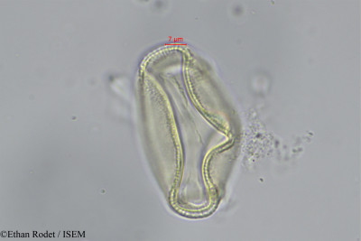 Ethan.Rodet/Cucumis_africanus_6398/Cucumis_africanus_6398_0001(copy)_thumb.jpg