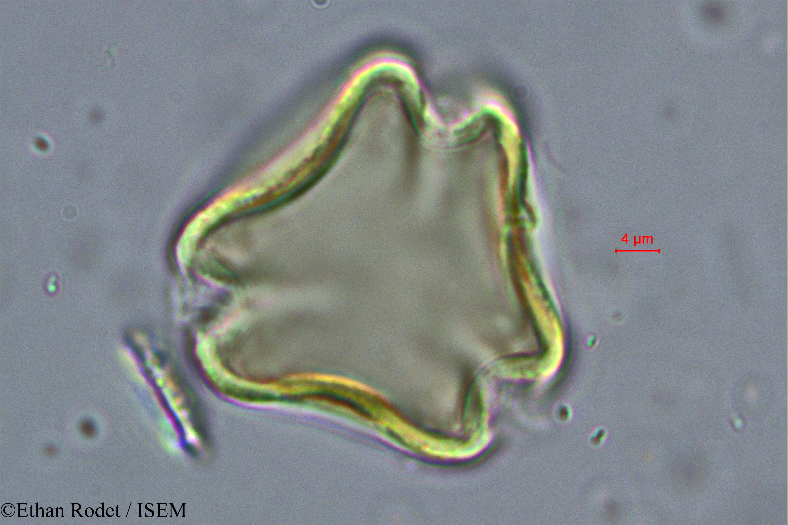 Ethan.Rodet/Cynometra_commersoniana_38249/Cynometra_commersoniana_38249_0001(copy).jpg