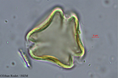 Ethan.Rodet/Cynometra_commersoniana_38249/Cynometra_commersoniana_38249_0001(copy)_thumb.jpg