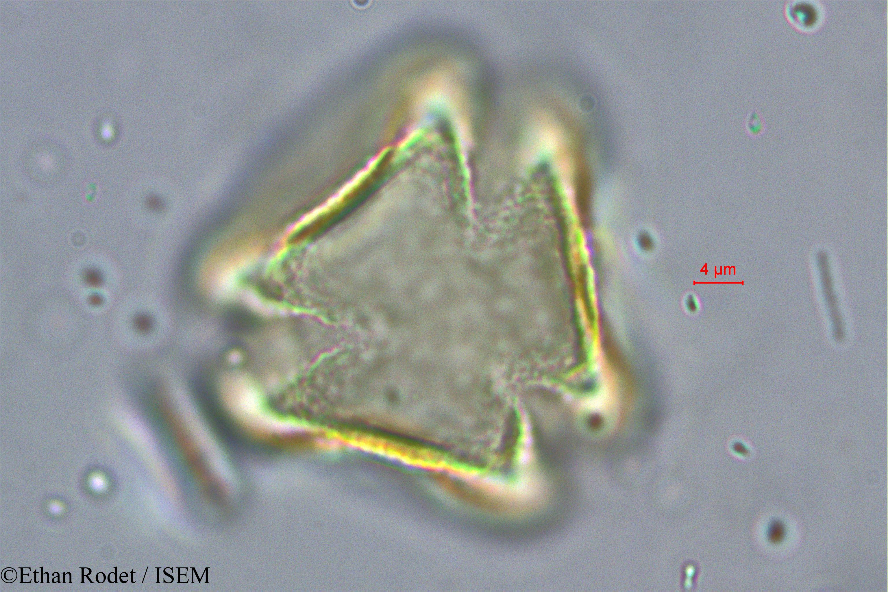 Ethan.Rodet/Cynometra_commersoniana_38249/Cynometra_commersoniana_38249_0002(copy).jpg