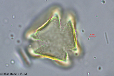 Cynometra commersoniana - lame n° 38249