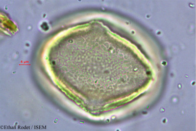 Cynometra commersoniana - lame n° 38249