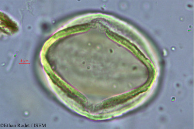 Cynometra commersoniana - lame n° 38249