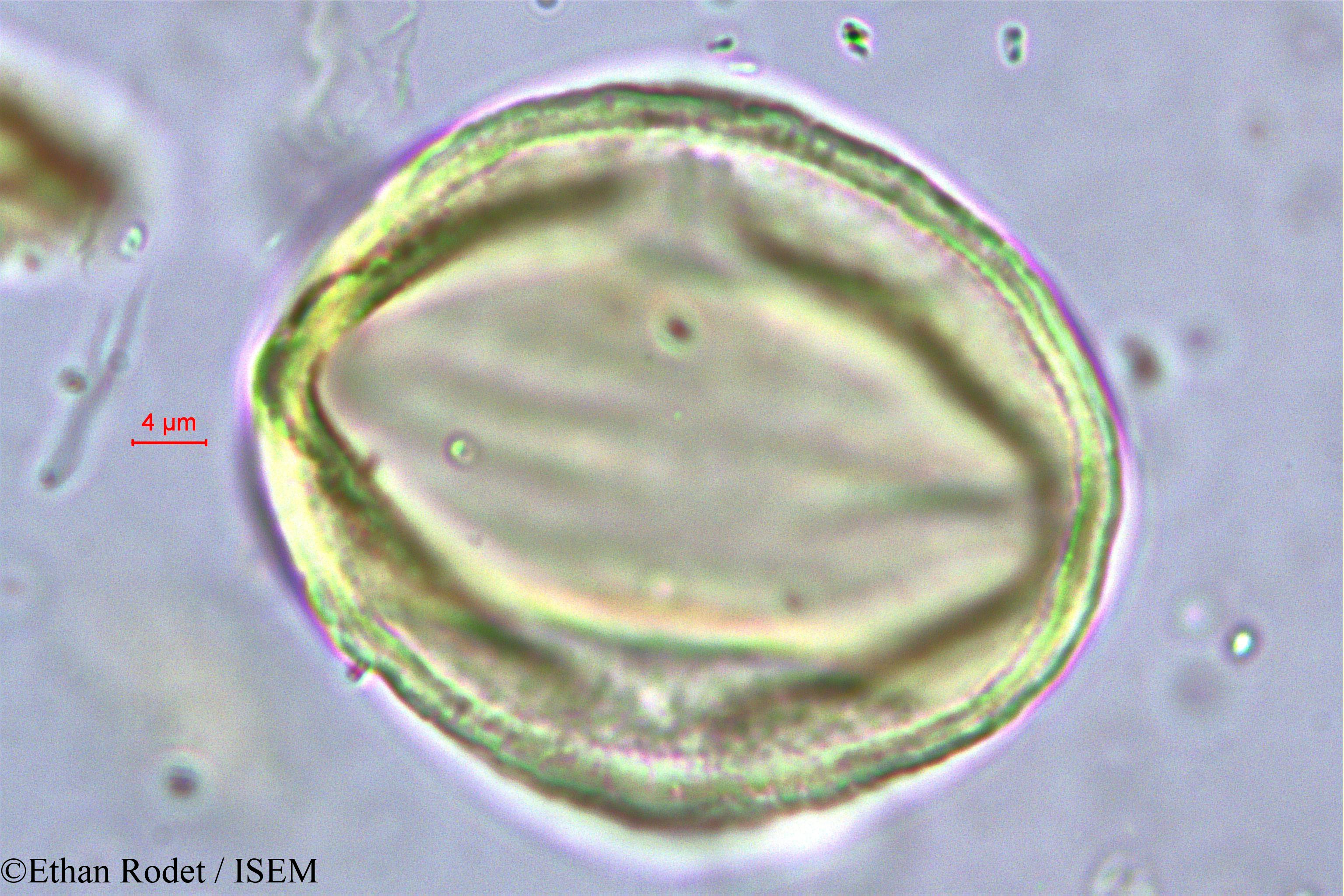 Ethan.Rodet/Cynometra_commersoniana_38249/Cynometra_commersoniana_38249_0005(copy).jpg