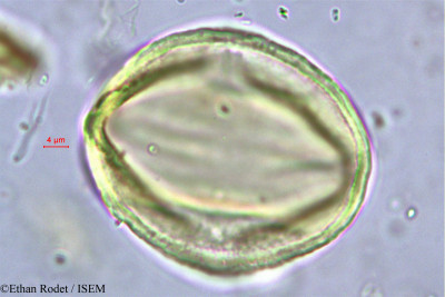 Cynometra commersoniana - lame n° 38249