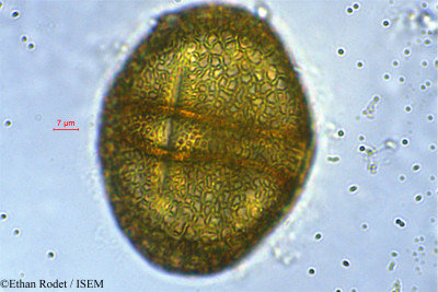 Ethan.Rodet/Dalechampia_subternata_33912/Dalechampia_subternata_33912_0001(copy)_thumb.jpg