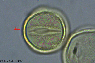 Ethan.Rodet/Deinbollia_neglecta_40619/Deinbollia_neglecta_40619_0001(copy)_thumb.jpg