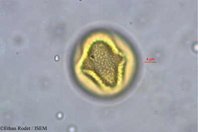 Ethan.Rodet/Dialium_madagascariense_38385/Dialium_madagascariense_38385_0001(copy)_thumb.jpg