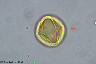 Dialium madagascariense - lame n° 38385