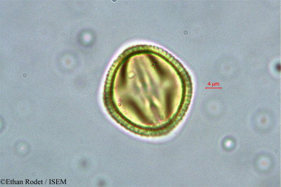 Dialium madagascariense - lame n° 38385