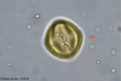 Dialium madagascariense - lame n° 38385