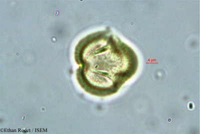 Dialium madagascariense - lame n° 38385