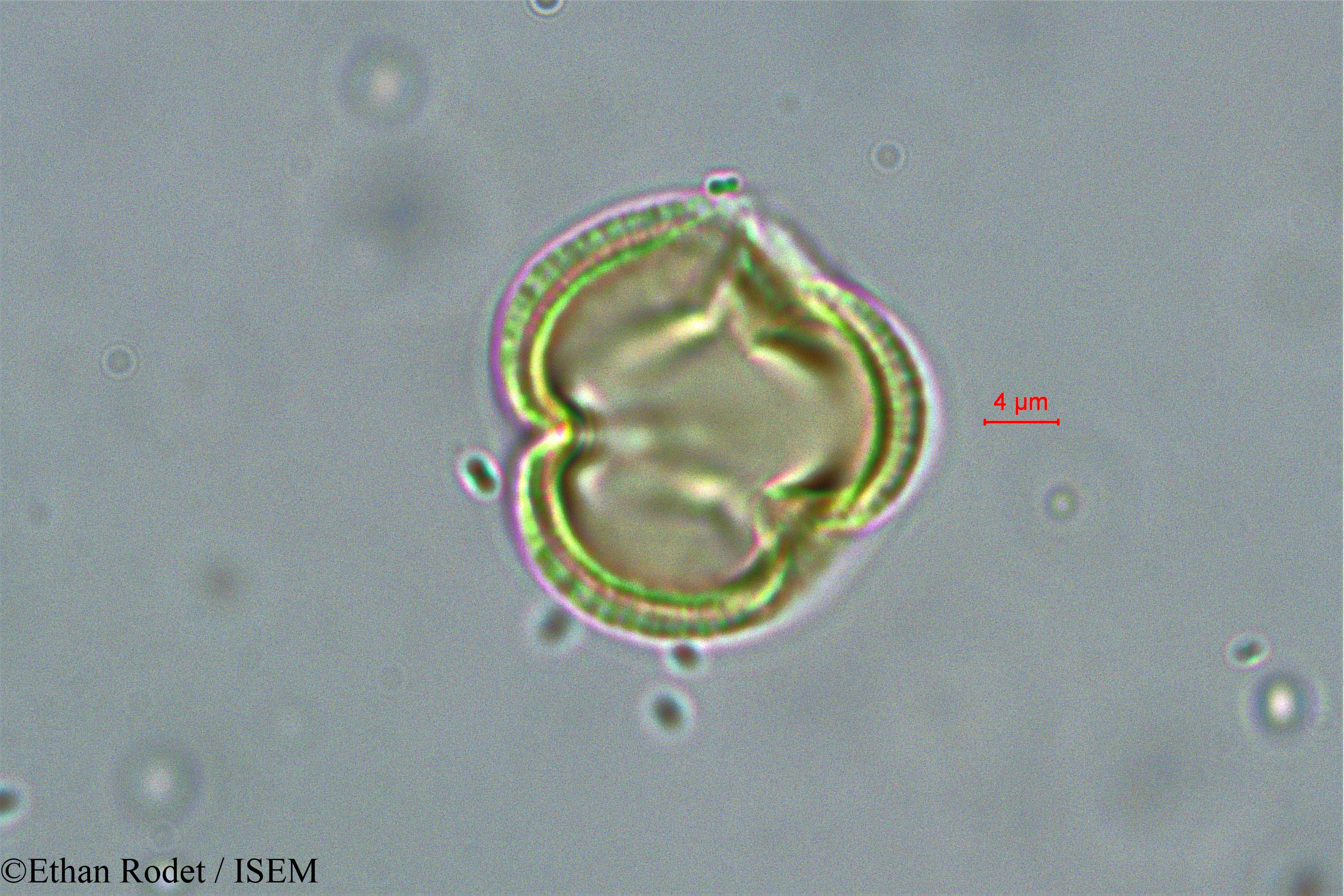 Ethan.Rodet/Dialium_madagascariense_38385/Dialium_madagascariense_38385_0006(copy).jpg