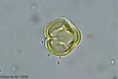 Dialium madagascariense - lame n° 38385