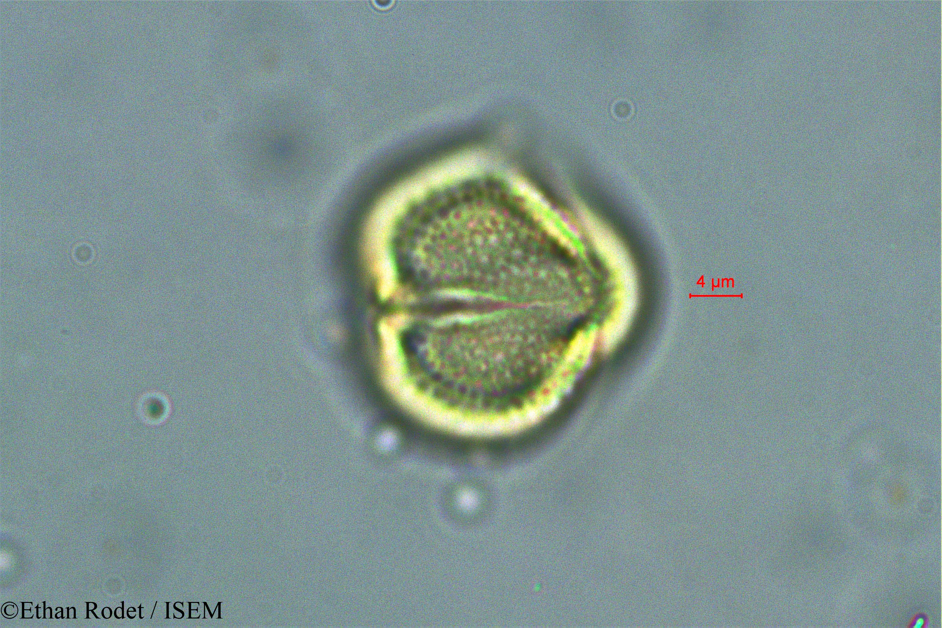 Ethan.Rodet/Dialium_madagascariense_38385/Dialium_madagascariense_38385_0007(copy).jpg