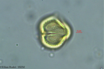 Dialium madagascariense - lame n° 38385