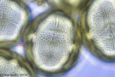 Ethan.Rodet/Drypetes_thouarsiana_10288/Drypetes_thouarsiana_10288_0001(copy)_thumb.jpg