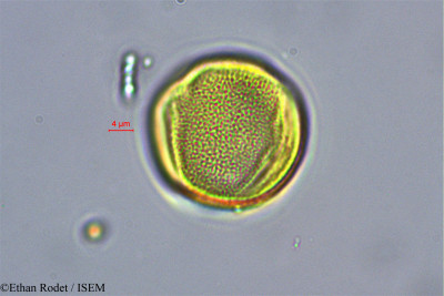 Ethan.Rodet/Erythrophysa_paniculata_40627/Erythrophysa_paniculata_40627_0001(copy)_thumb.jpg