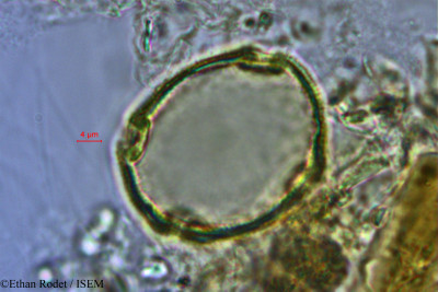 Gardenia decaryi - lame n° 2914
