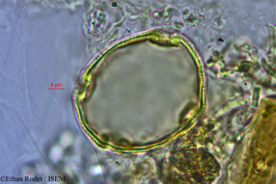 Gardenia decaryi - lame n° 2914