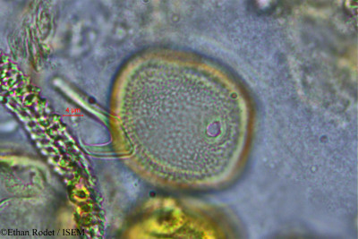 Gardenia decaryi - lame n° 2914