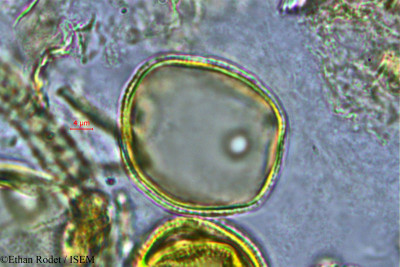 Gardenia decaryi - lame n° 2914