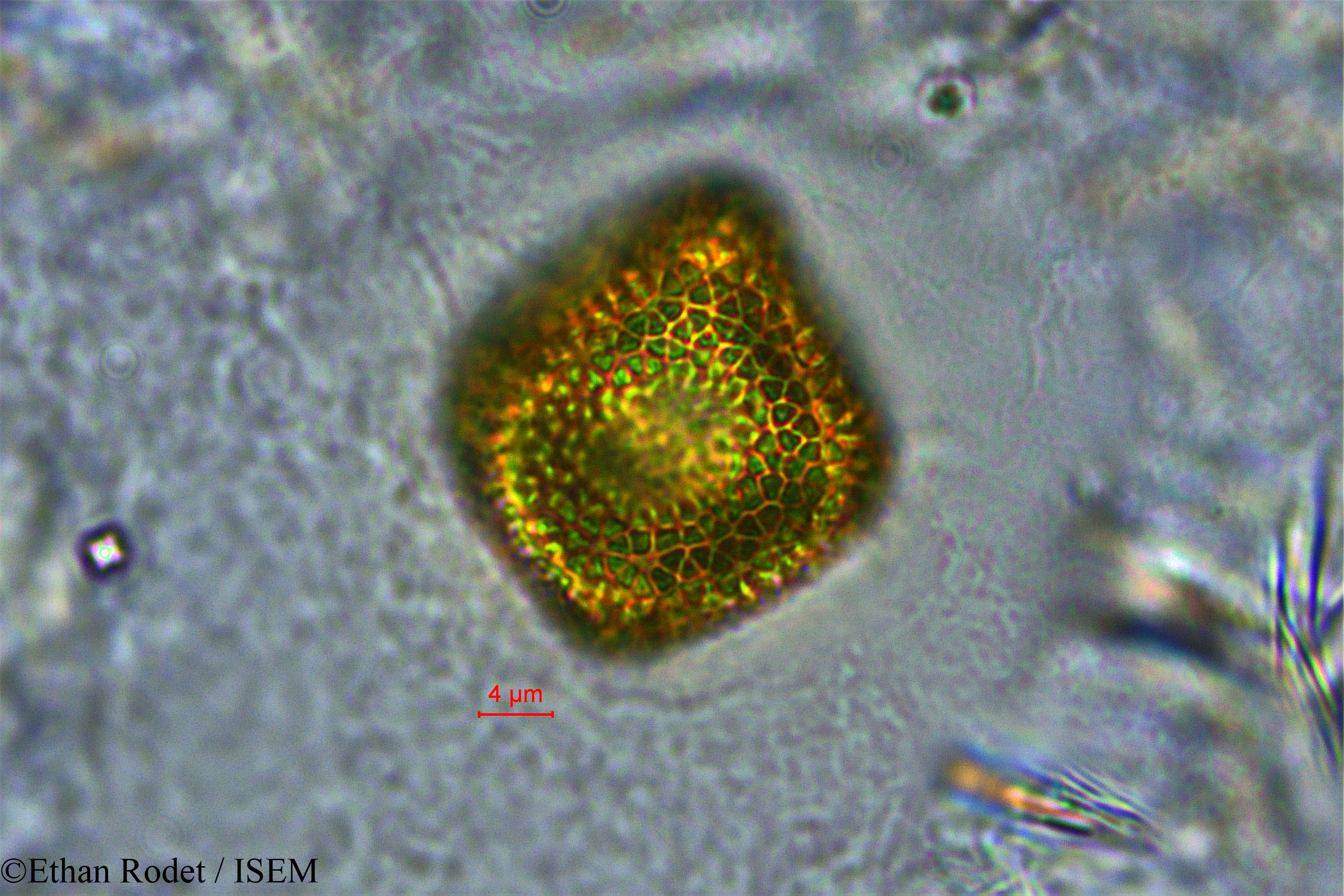 Ethan.Rodet/Gelonium_boivinianum_33913/Gelonium_boivinianum_33913_0001(copy).jpg