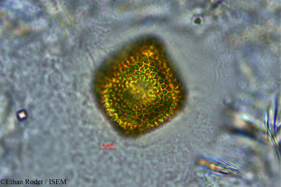 Ethan.Rodet/Gelonium_boivinianum_33913/Gelonium_boivinianum_33913_0001(copy)_thumb.jpg