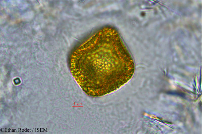 Gelonium boivinianum - lame n° 33913