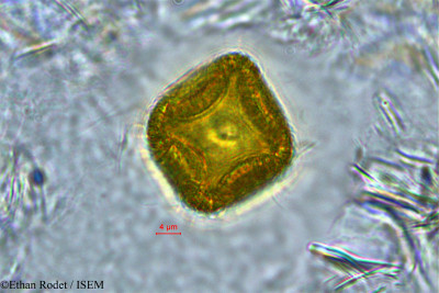 Gelonium boivinianum - lame n° 33913