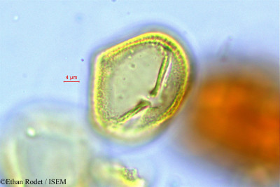 Ethan.Rodet/Hydrocotyle_bonariensis_27745/Hydrocotyle_bonariensis_27745_0001(copy)_thumb.jpg
