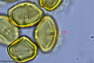 Ethan.Rodet/Hydrocotyle_ranunculoides_1588/Hydrocotyle_ranunculoides_1588_0001(copy)_thumb.jpg