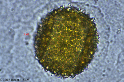 Ethan.Rodet/Lasiocladus_anthospermifolius_33855/Lasiocladus_anthospermifolius_33855_0001(copy)_thumb.jpg