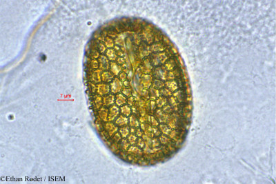 Ethan.Rodet/Lepidagathis_grandidieri_33882/Lepidagathis_grandidieri_33882_0001(copy)_thumb.jpg